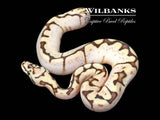 Fire Bee Ball Python ♂ '26