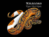 Pied Ball Python ♀ '26