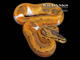 Pinstripe Pied Ball Python ♀ '26