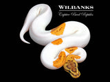 Fire Pinstripe Yellow Belly Pied Ball Python ♀ '26