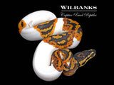 Yellow Belly Pied Ball Python ♂ '26