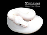 Blue Eyed Leucistic (Mojave Butter) Ball Python ♂ '26