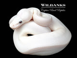 Blue Eyed Leucistic (Mojave Butter) Ball Python ♂ '26