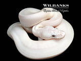 Blue Eyed Leucistic (Mojave Bamboo) Ball Python ♂ '26