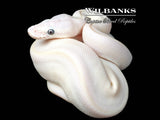 Blue Eyed Leucistic (Mojave Butter) Ball Python ♂ '26