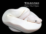 Banana Blue Eyed Leucistic (Mojave Butter) Ball Python ♂ '26