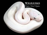 Banana Blue Eyed Leucistic (Mojave Butter) Ball Python ♂ '26
