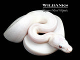 Banana Blue Eyed Leucistic (Mojave Butter) Ball Python ♂ '26