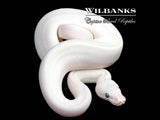 Blue Eyed Leucistic (Mojave Butter) Ball Python ♀ '26