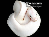 Blue Eyed Leucistic (Mojave Butter) Ball Python ♀ '26