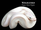 Blue Eyed Leucistic (Mojave Butter) Ball Python ♀ '26