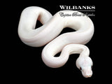 Blue Eyed Leucistic (Mojave Butter) Ball Python ♀ '26
