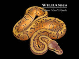 Lemon Blast 100% Het. Pied Ball Python ♂ '26