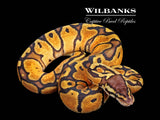 Pastel Ball Python ♀ '26