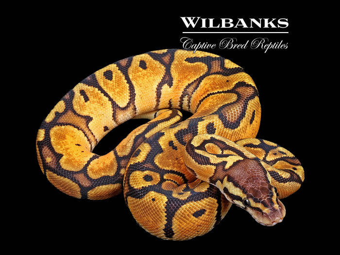 Pastel Ball Python ♀ '26
