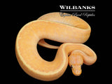 Banana Stranger Yellow Belly Pinstripe Ball Python ♀ '26