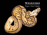 FireFly Batman Ball Python ♀ '26