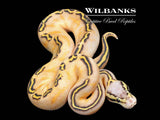 Pastel GHI Freeway Ball Python ♂ '26