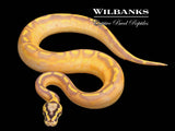 Pastel Enchi Highway Ball Python ♂ '26