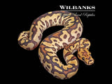 Spotnose Red Stripe Clown Ball Python ♀ '26