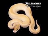 Mojave Ivory Ball Python ♂ '26