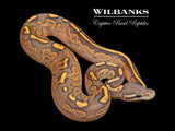 Orange Crush Black Fire Yellow Belly Ball Python ♂ '26