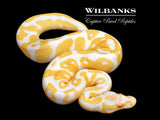 Albino Leopard Ball Python ♂ '26