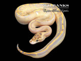Leopard Ivory Ball Python ♂ '26