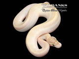 Ivory Ball Python ♀ '26