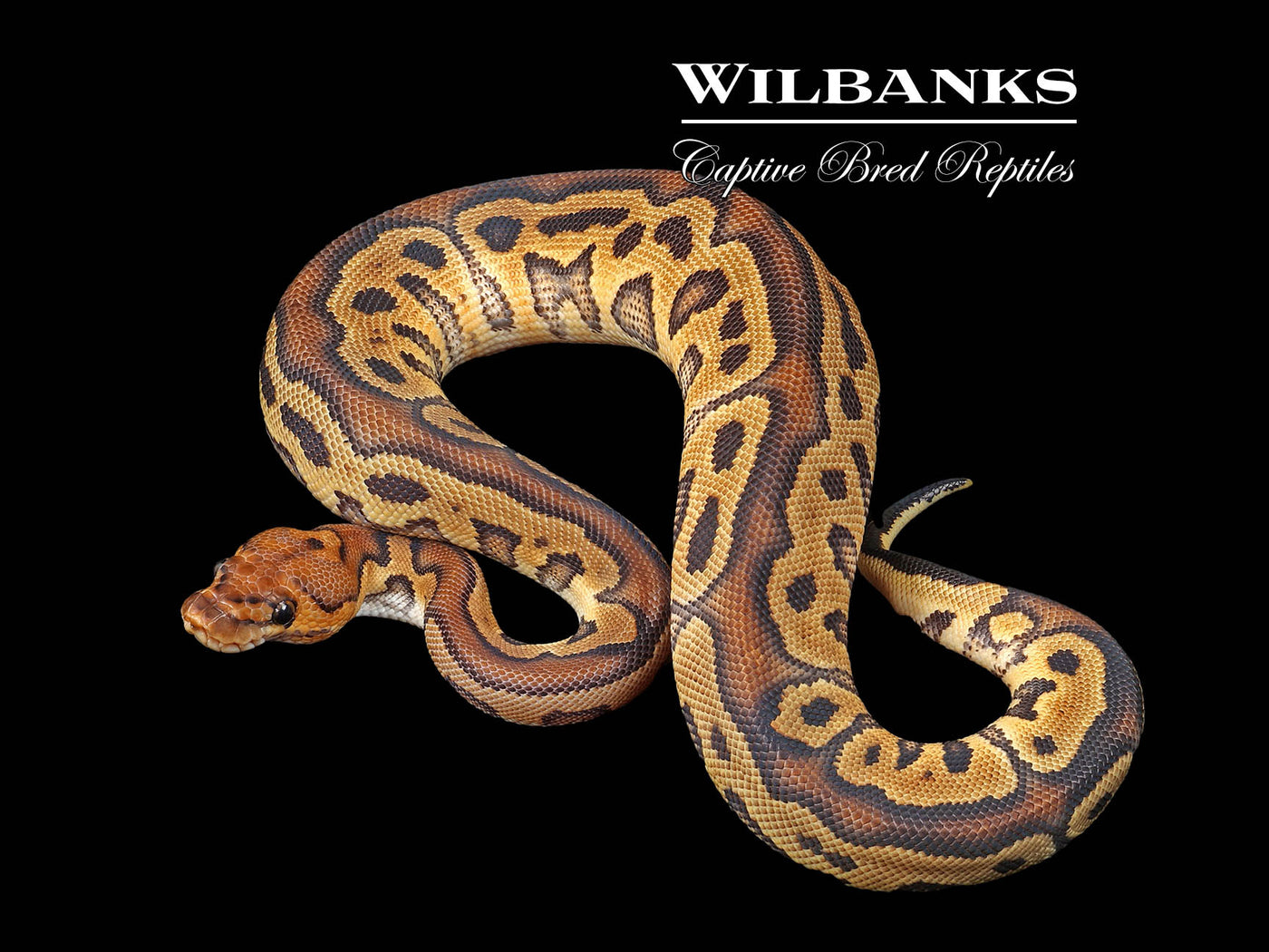 Sugar Clown Ball Python ♀ '24