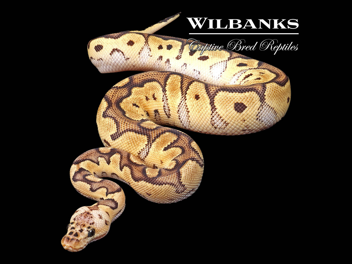 Pastel Clown Ball Python ♂ '24