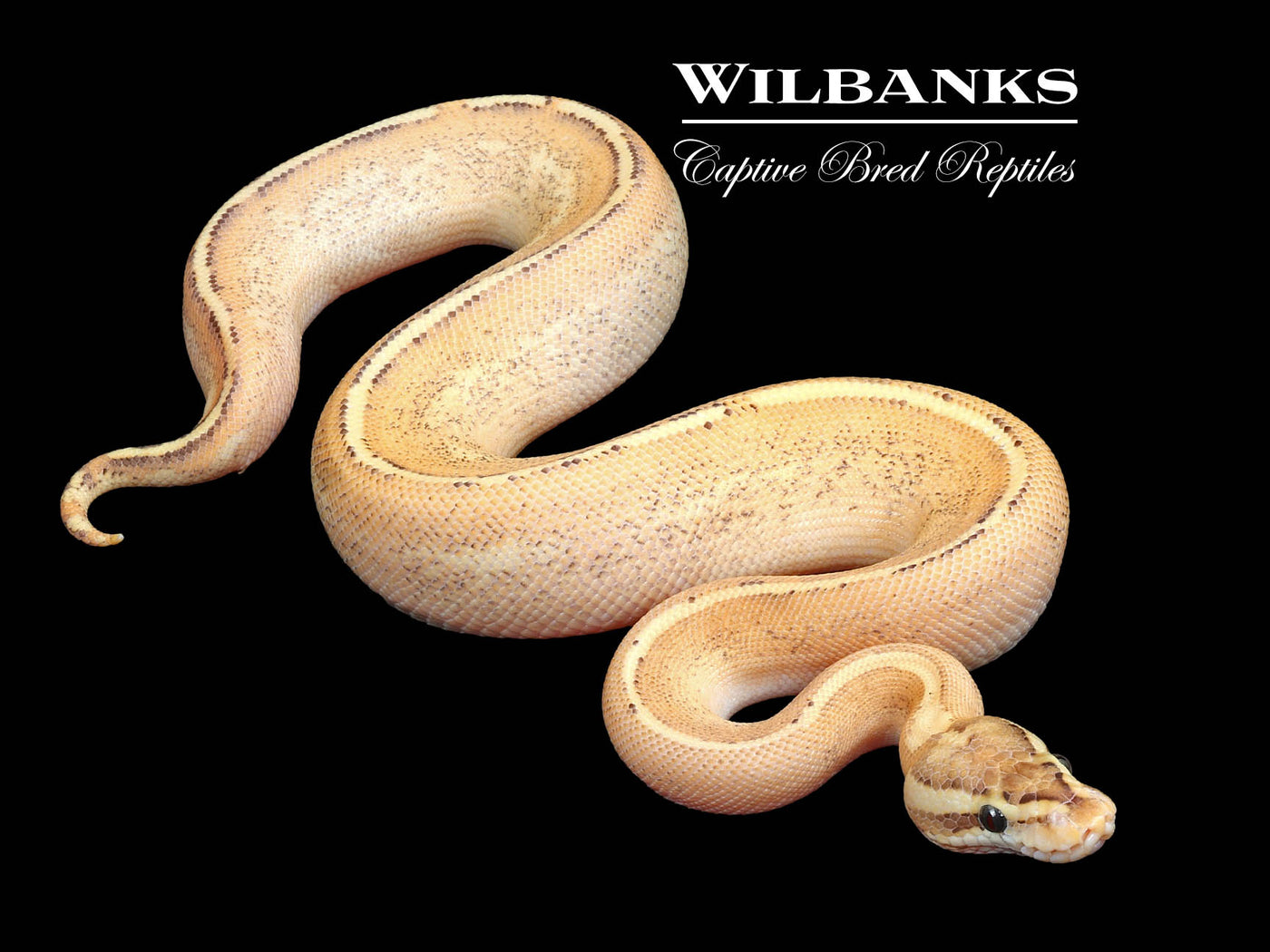 Puma Ball Python ♂ '24