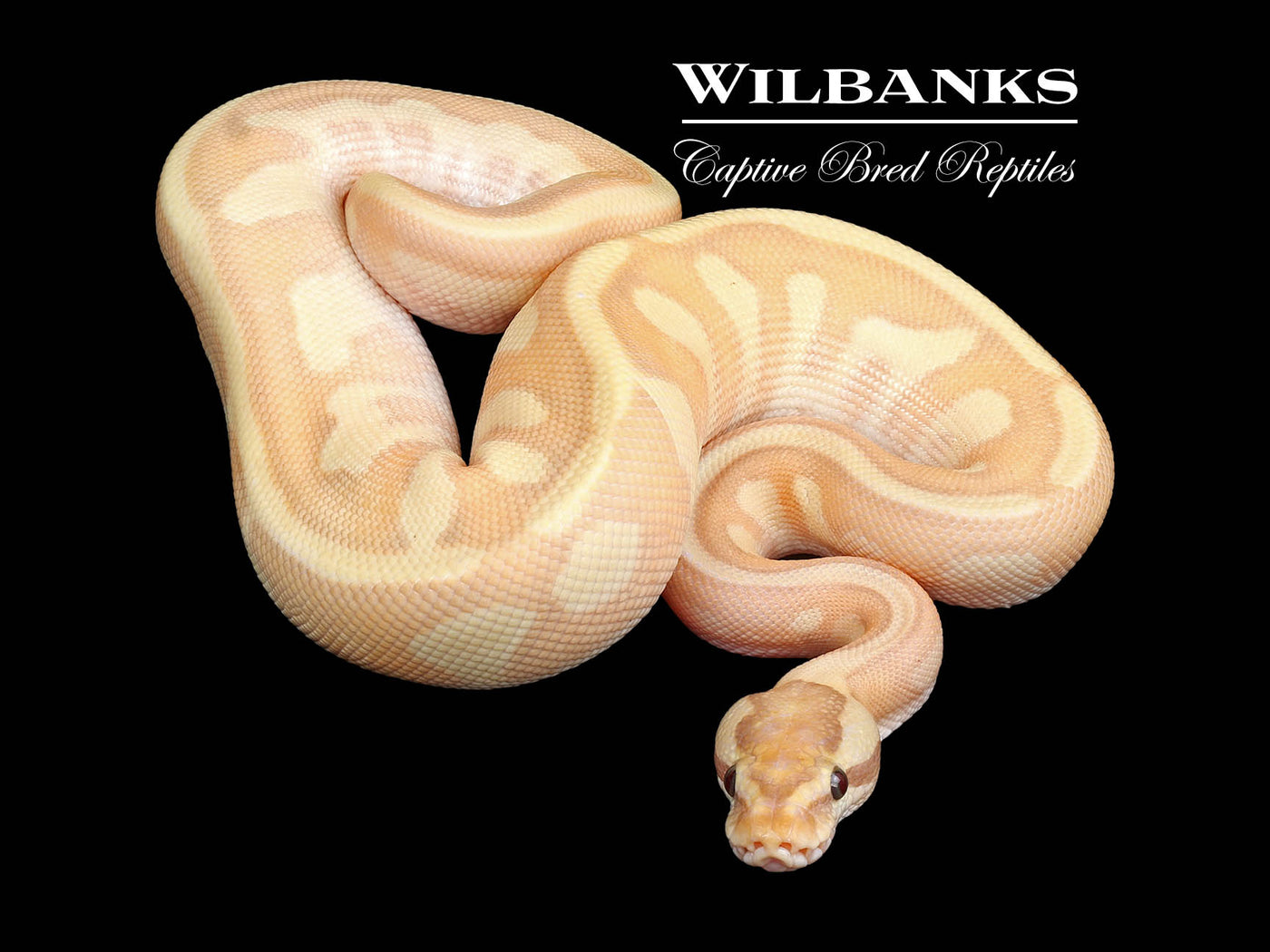 Banana Nuclear Enchi Ball Python ♂ '24