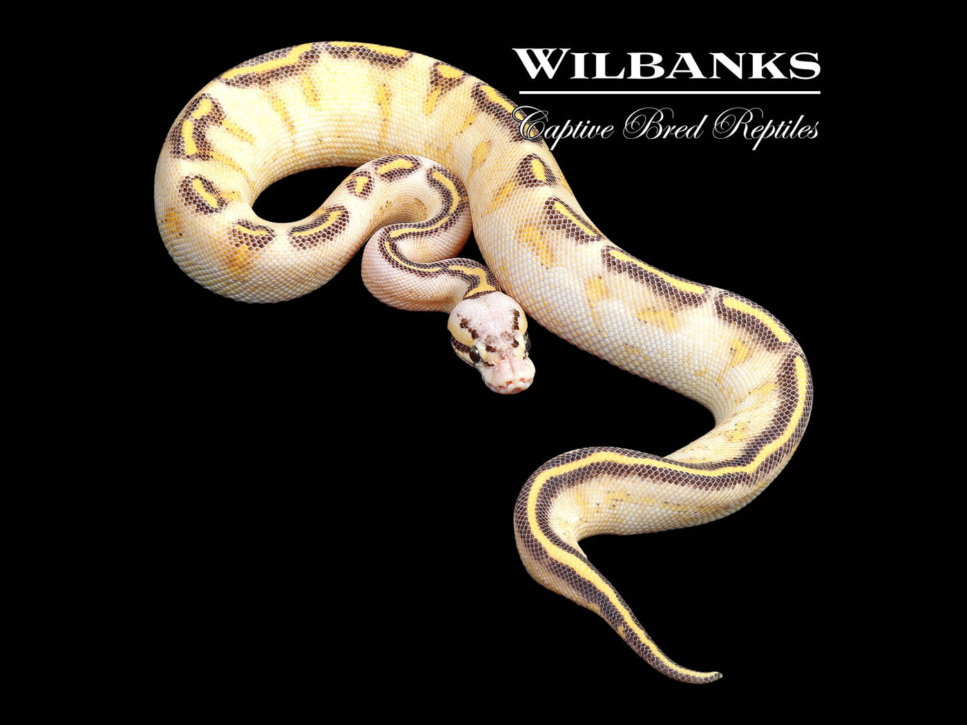 Pastel Highway Ball Python ♀ '24