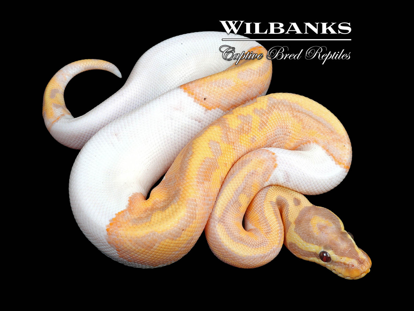 Banana Pied Ball Python ♂ '24