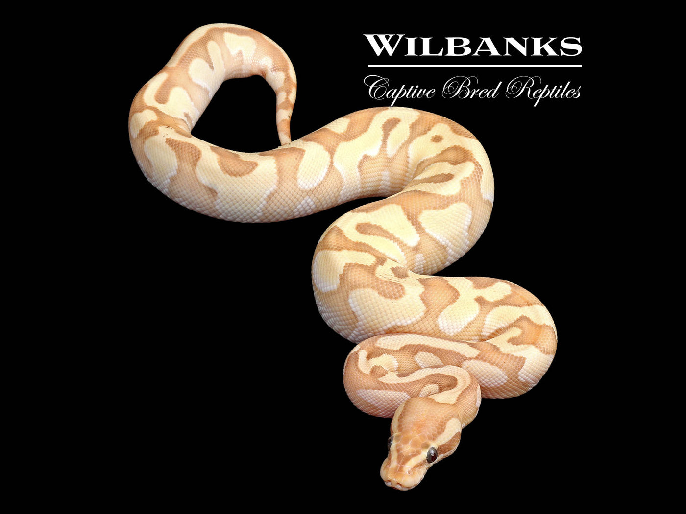 Banana Butter Enchi Ball Python ♂ '24