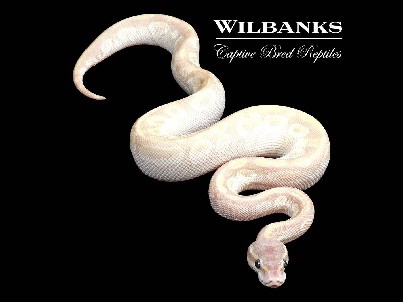 Crystal Ball Python ♂ '24