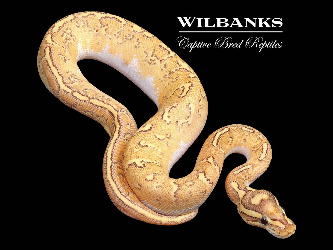 Nuclear Orange Dream Super Asphalt Ball Python ♀ '24