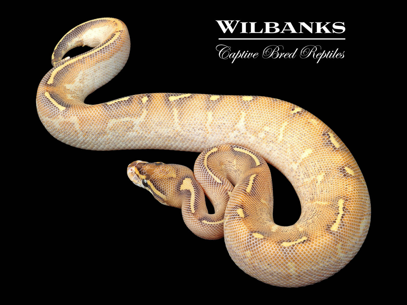 Highway Ball Python ♂ '24