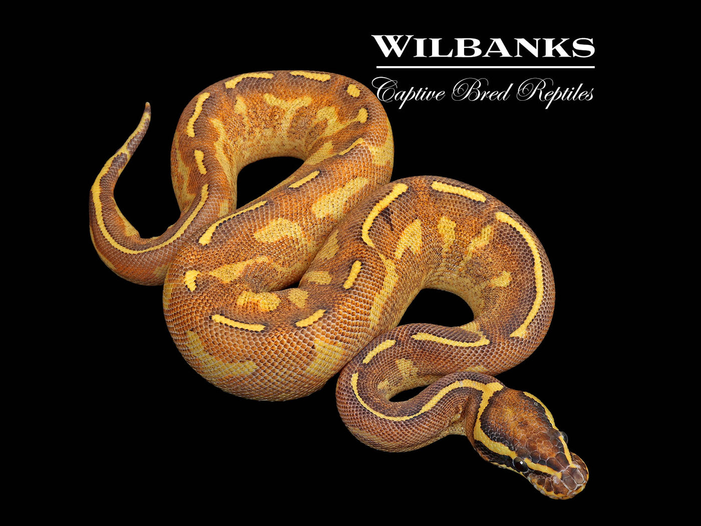 Enchi Freeway (Mardi Gras) Ball Python ♀ '25
