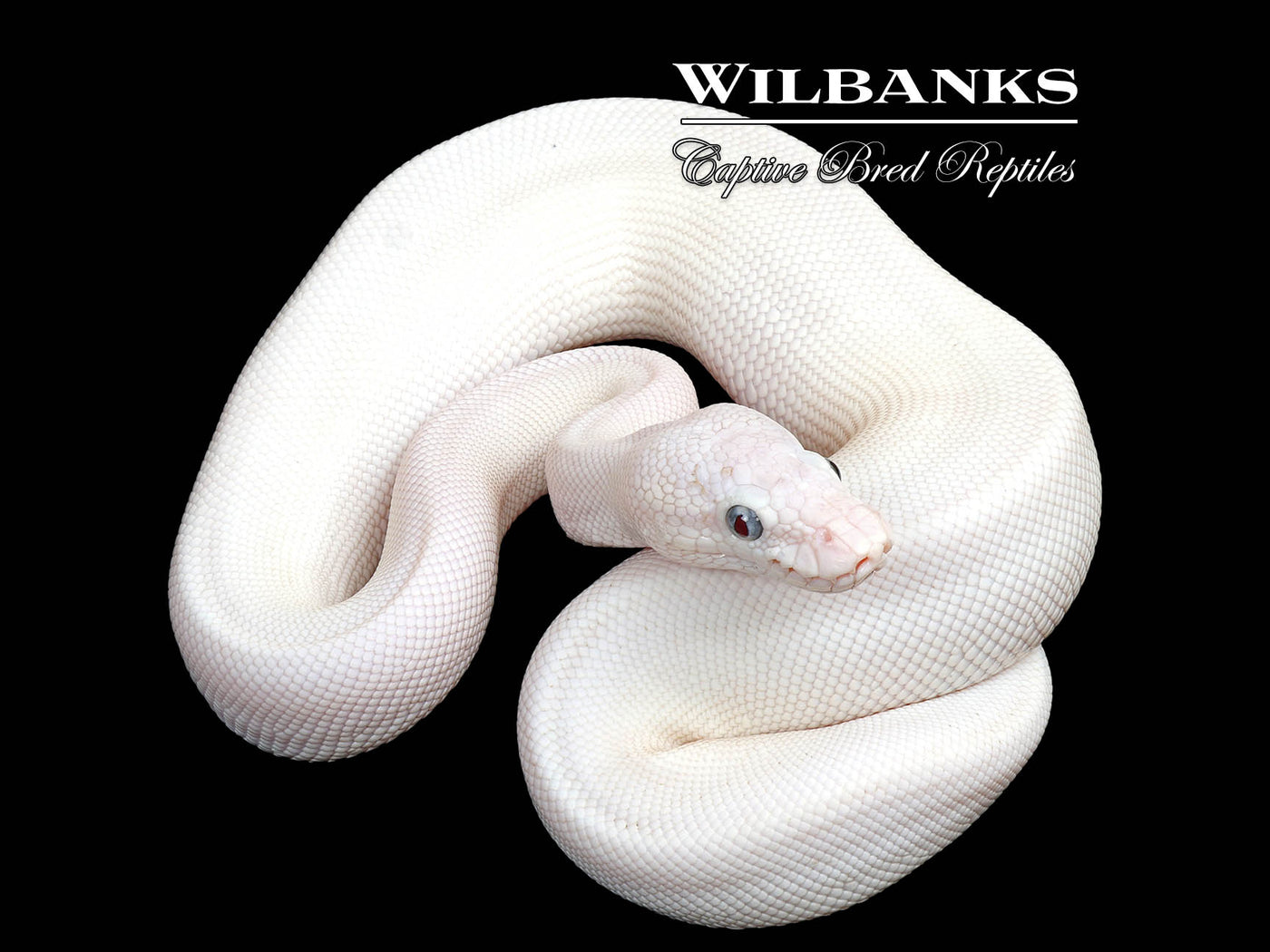 Blue Eyed Leucistic (Mojave Butter) Ball Python ♂ '25