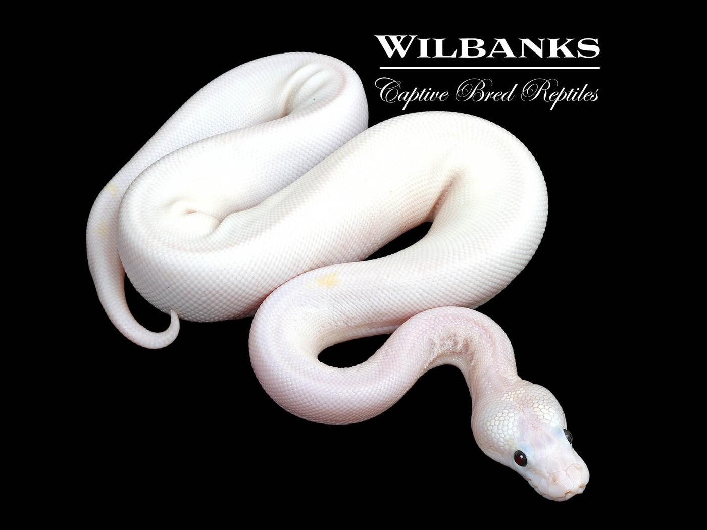 Leopard Super Fire Ball Python ♀ '25