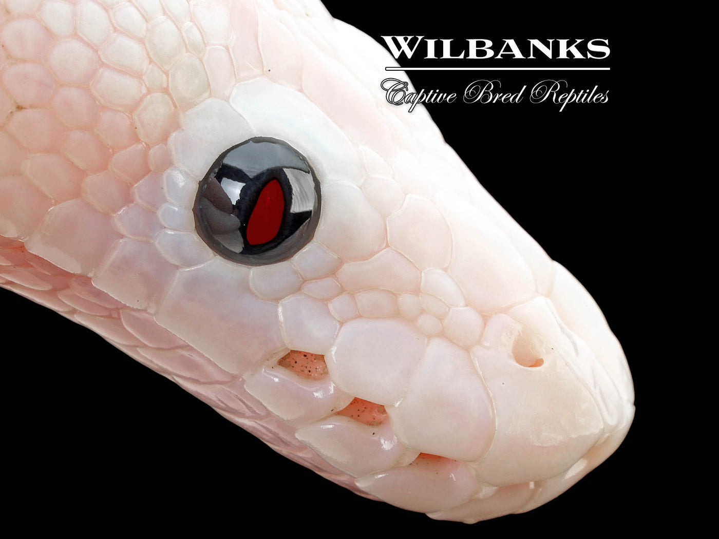 Leopard Super Fire Ball Python ♀ '25