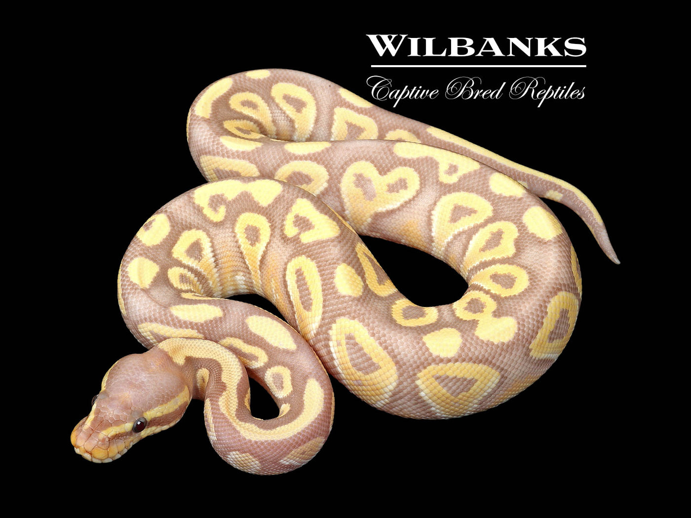 Banana Mojave Ball Python ♂ '25