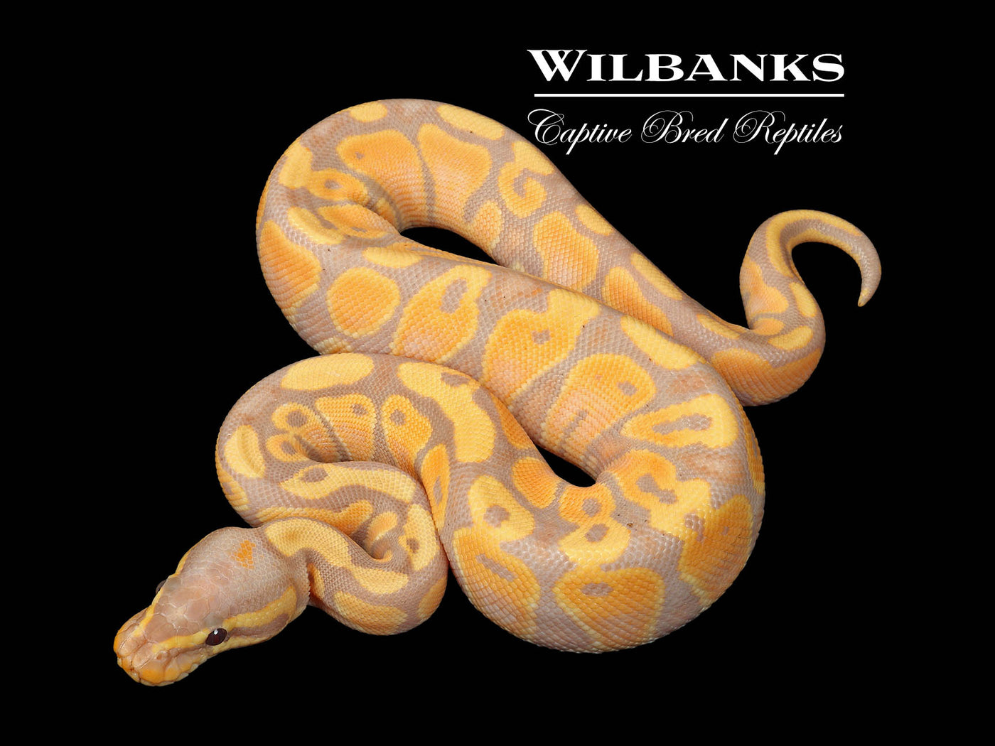 Banana Ball Python ♀ '25