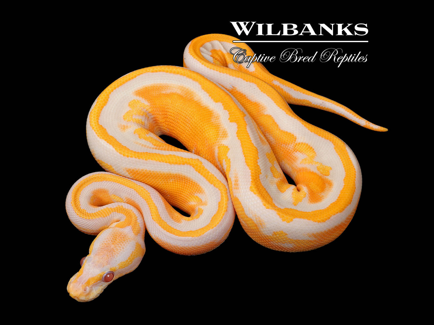 Blackhead Dreamsicle Ball Python ♀ '25