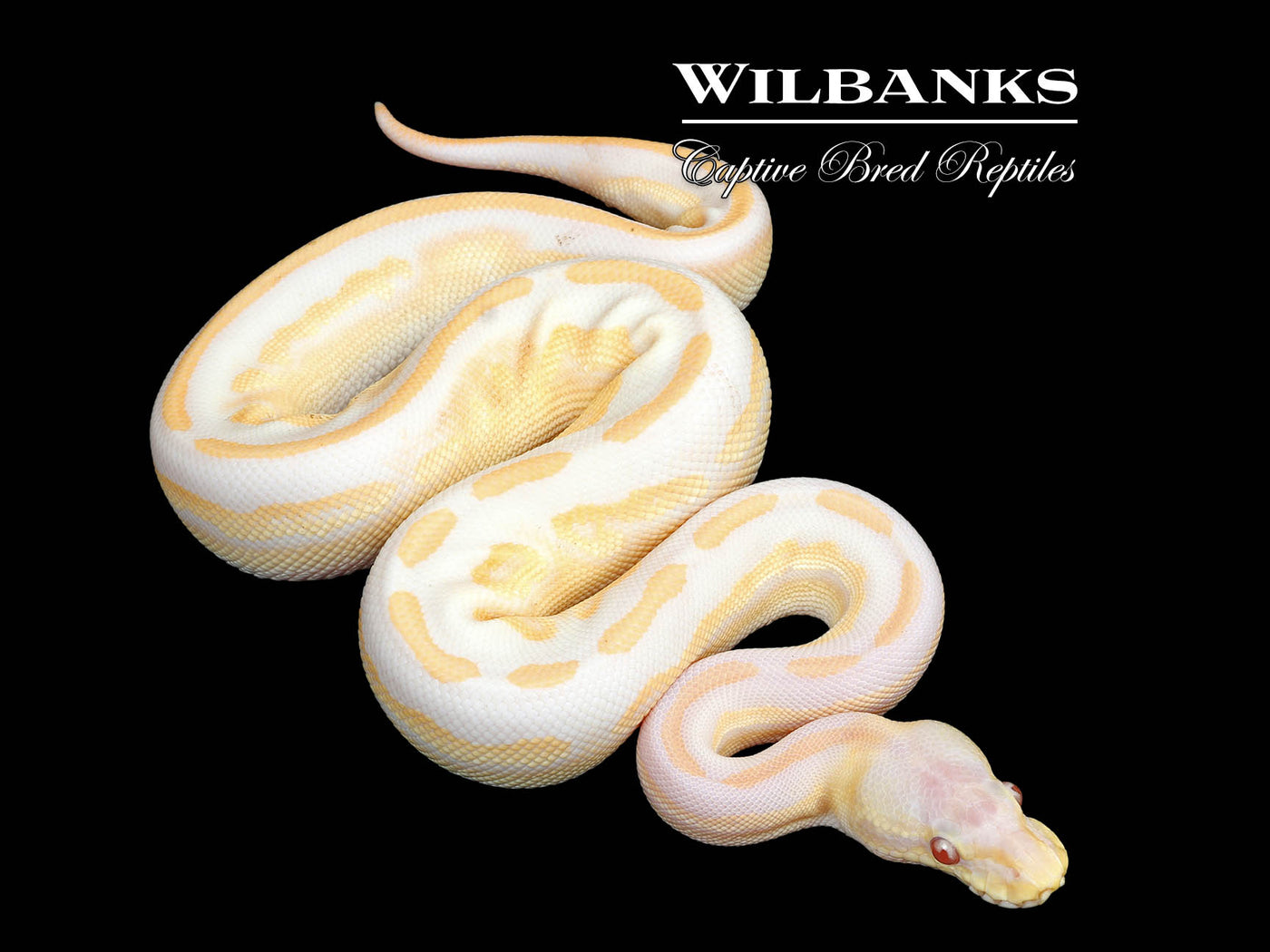 Lavender Leopard Blackhead Cinnamon Ball Python ♀ '25