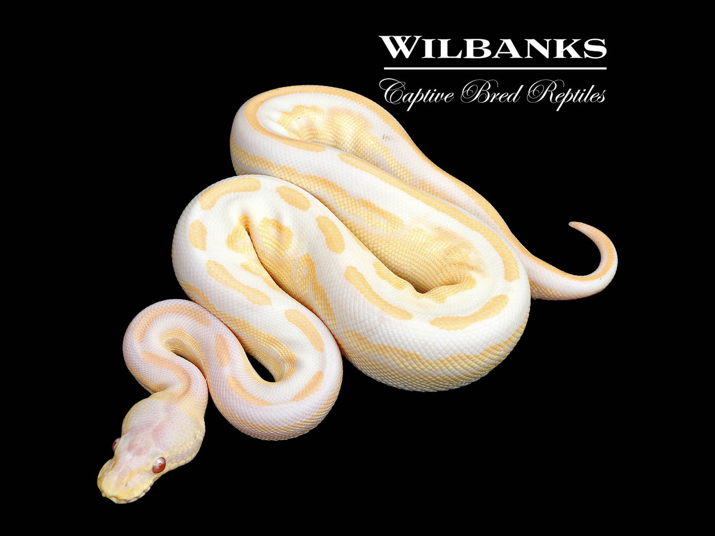 Lavender Leopard Blackhead Cinnamon Ball Python ♀ '25