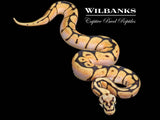 Dream Bee Ball Python ♂ '26