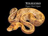 Champagne Enchi 100% Het. Ghost Ball Python ♂ '26